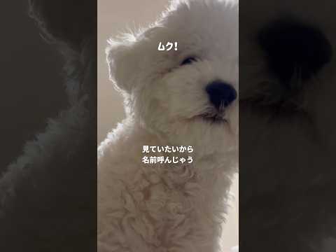 呼んだら注目してくれる😌#ビションフリーゼ #可愛い #癒し #犬のいる暮らし #犬のいる生活のサムネイル