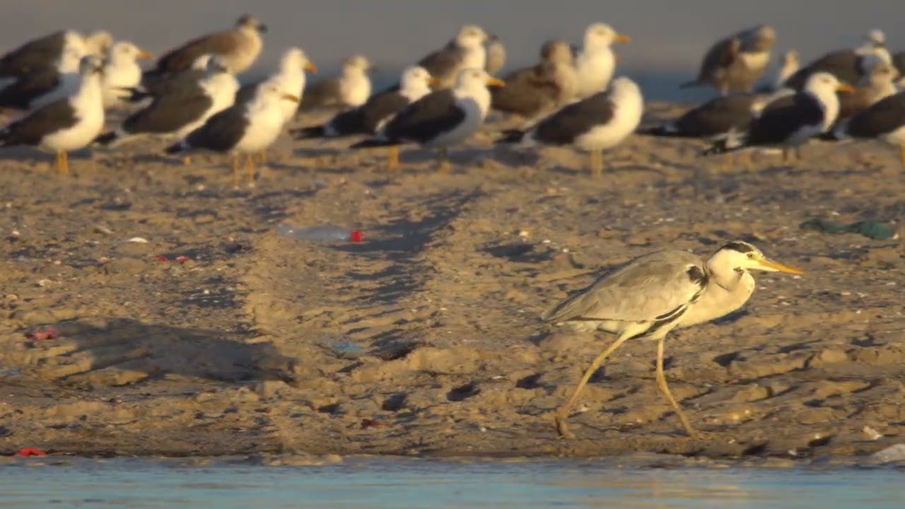 Mauritanian Heron (Ardea cinerea monica)?