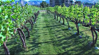 Wenatchee Wine – Fly Wenatchee - FlyWenatchee.com