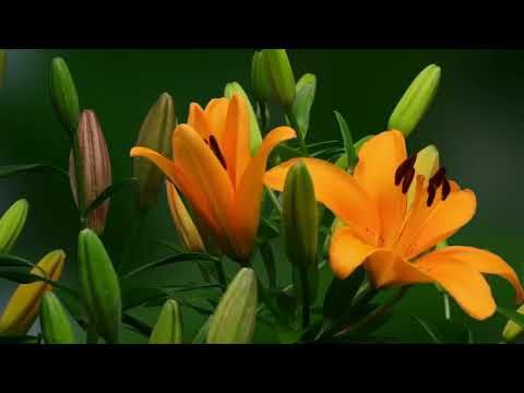 Video: Liliju Pavairošana: Kā Pavairot Ziedus Ar Sīpoliem, Spraudeņiem Un Lapām? Kā Stādīt Atklātā Zemē?