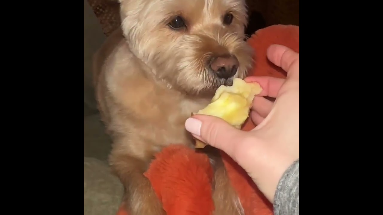 Hond Van Bridget Maasland Krijgt Een Appeltje bnertjes nl YouTube Hond Van Bridget Maasland Krijgt Een Appeltje bnertjes nl YouTube