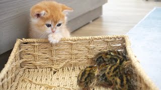 Tiny kitten Kimi is very curious and want to play with tiny birds, tiny birds live with kittens