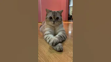 Почему нельзя наказывать кота.
