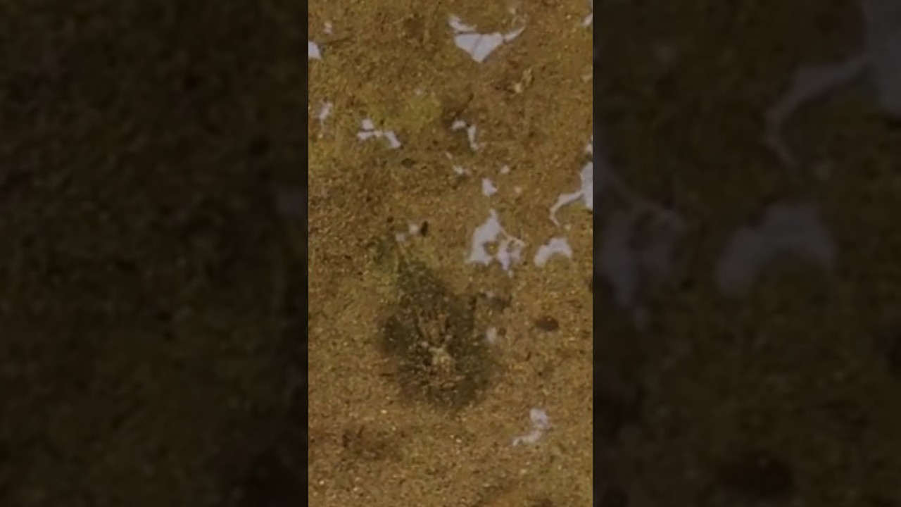 Mystery Creatures Under Lake Bottom - What Are These (no tails)? 