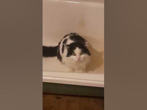 Котик хочет в ванну🐱 #shorts - YouTube