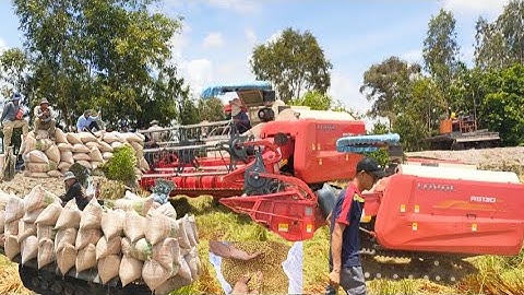 máy cắt 130 cắt lúa nhật quá đẹp đồng kiên giang công một tấn tập82 #maibangtv