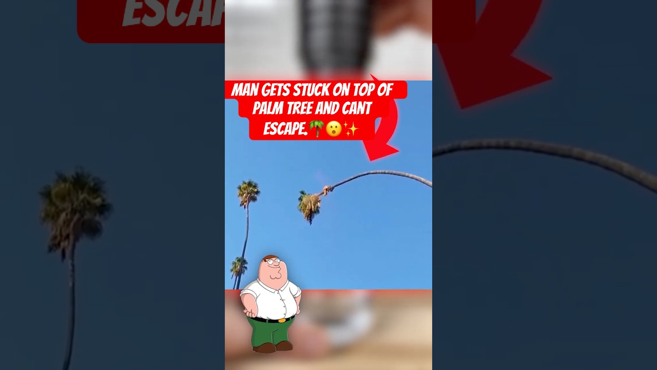 Man gets stuck on top of palm tree and cant escape.🌴😮✨ 