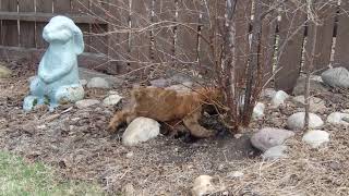 Two Wheaten Terrier pups playing in the dirt by Doug Brown 100 views 2 years ago 2 minutes, 23 seconds