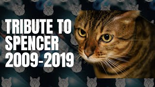 A tribute to Spencer #cat #tribute by Your Purrfect Cat 8,114 views 8 months ago 1 minute, 11 seconds