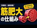 【筋肥大】筋肉が太くなるメカニズムとは？