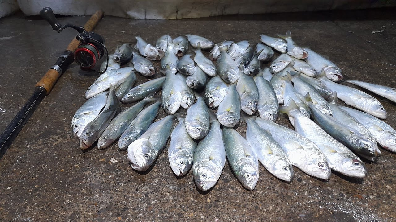 ÇİNEKOP SARIKANAT AVININ VAZGEÇİLMEZİ 👍YÜZDE YÜZ KESİN SONUÇ VEREN MANTARLI HIRSIZ TAKIM  🇹🇷🇹🇷🇹🇷