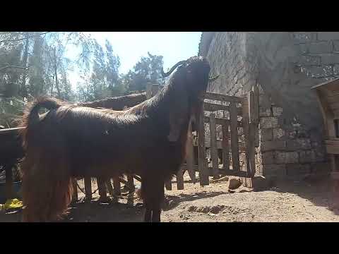 انتاجات القبرصى البيور المميز لدى مزرعه الصفا الماعز الدمشقي 