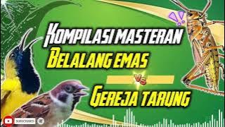 KOMPILASI MASTERAN SOGON | GEREJA TARUNG VS BELALANG EMAS #sogon #sogongacor #sogokontong