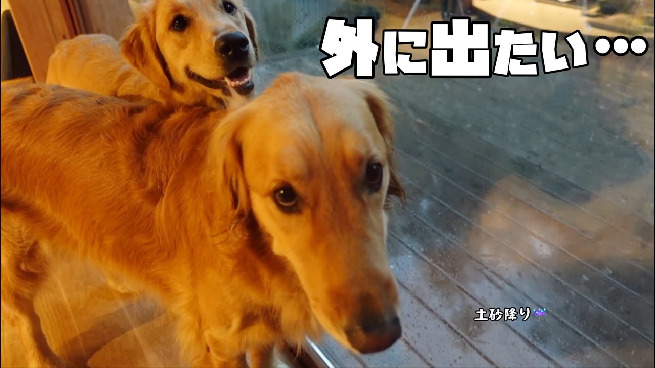 大型犬のいる生活#46】梅雨入りの鹿児島☔️大雨で外出できない