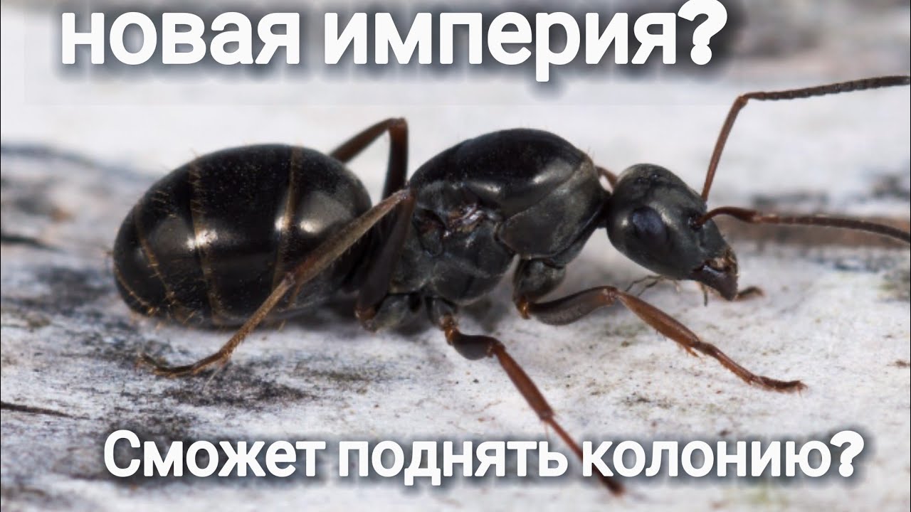 Пополнение коллекции муравьев? Сможет самка основать колонию? FORMICA FUSCA