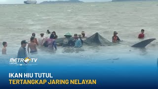 Ikan Hiu Tutul Tertangkap Jaring Nelayan