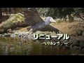 ’17GW 神戸どうぶつ王国 ナイトZOO「アニマルナイト」CM