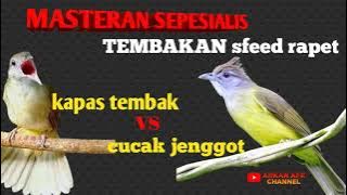Masteran raja tembak kapas tembak vs cucak jenggot #masteranmuraibatu #masterankapastembak #cucakijo