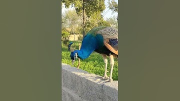 Thumbnail of Beautiful Peacock Opening Feathers in Pakistan