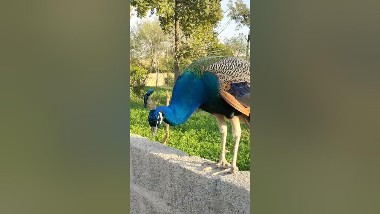 Beautiful Peacock Opening Feathers in Pakistan