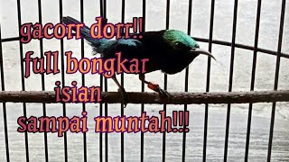 konin gacor bongkar semua isian sampai muntah