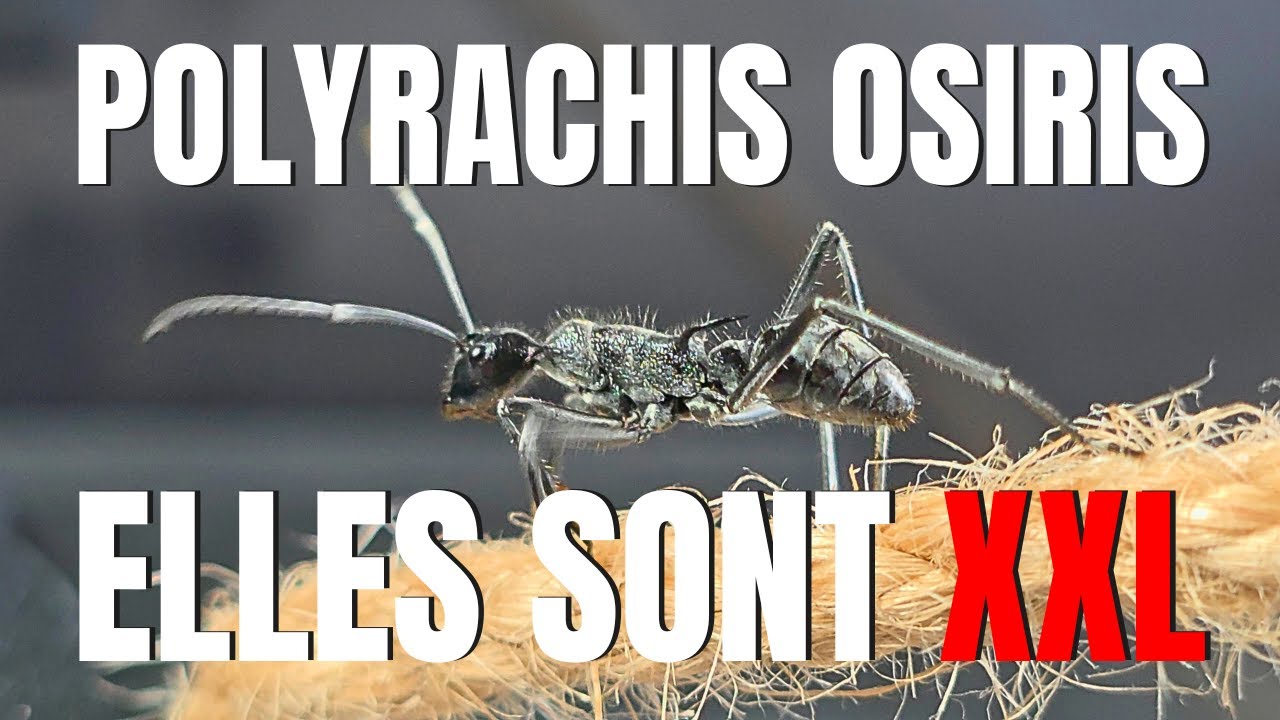 LA PLUS GRANDE POLYRACHIS (fourmis) DU MONDE ??? Polyrachis osiris