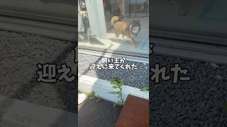 柴犬2頭シャンプー後の喜びの舞