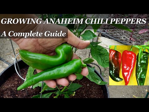 Video: Anaheim Pepper Nega in uporaba - Naučite se gojiti Anaheim Peppers