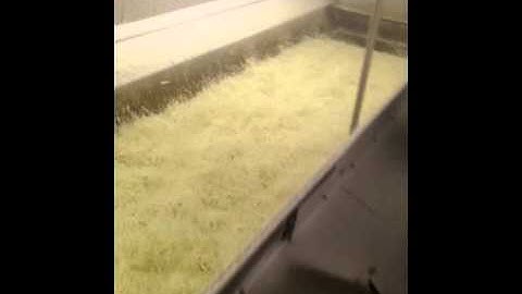 Frozen Onions Harvest Trade Ukraine