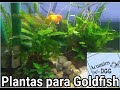 PLANTAS PARA PECES GOLDFISH!!