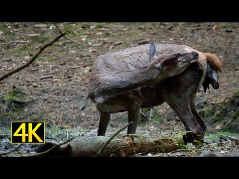 Video: Fehlgeburt Bei Hunden