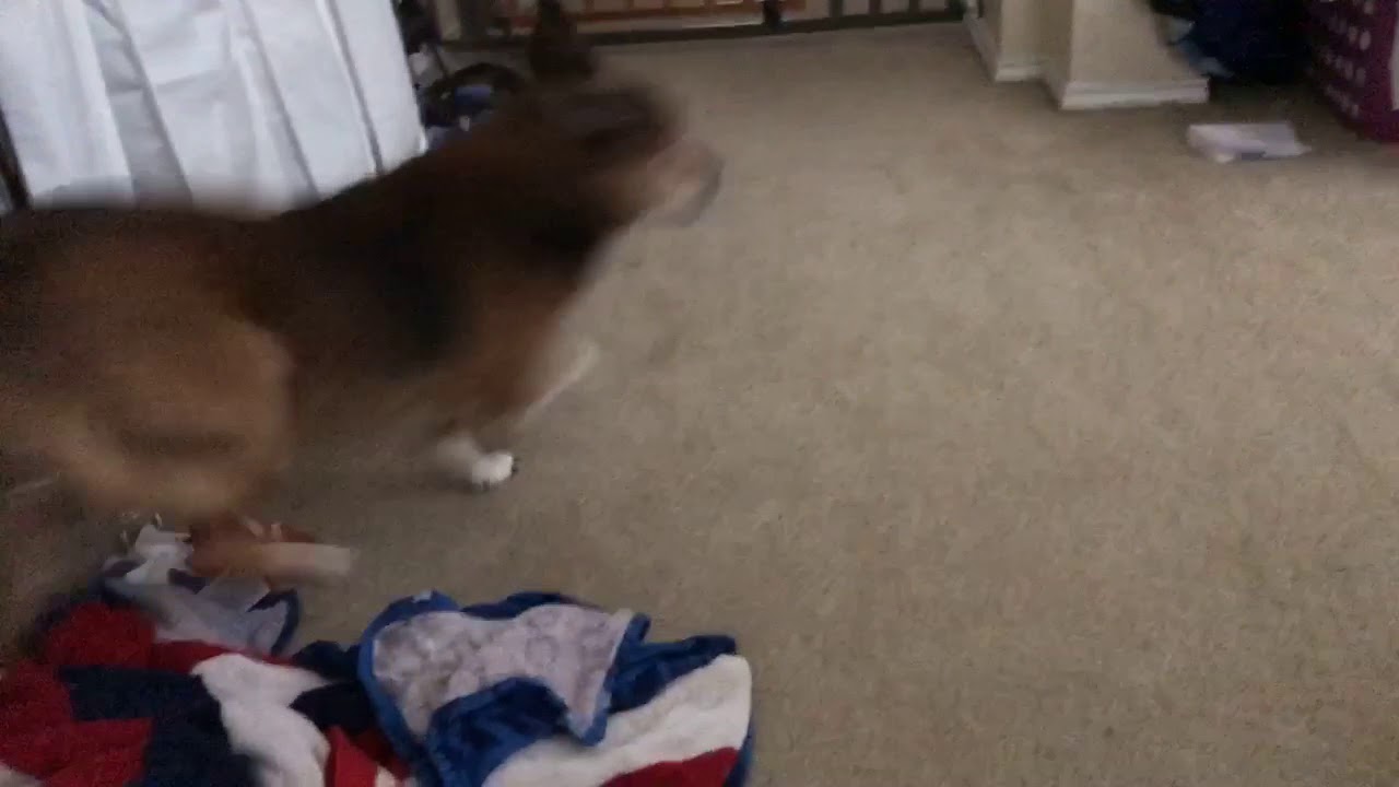 my favorite groomer clippers rounding up a mobile groom dog when no human is home not easy 3 of 4