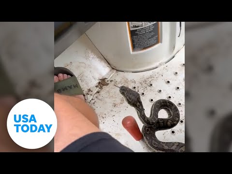 Australian farmer keeps cool during encounter with hitchhiking python | USA TODAY