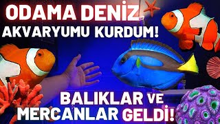 YENİ BALIK VE MERCANLAR ALDIM! - DENİZ AKVARYUMU #akvaryum #akvaryumkurulumu #akvaryumbalıkları #vlg