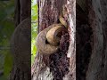 SNAKE IN A TREE 🐍 🌳 in Costa Rica 🇨🇷 #snake #snakes #snakevideo #snakehead #costarica