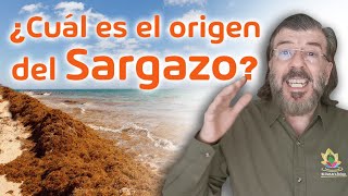 Cuál Es El Origen Del Sargazo?