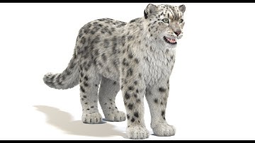 Snow Leopard 3D Model (Legacy Demo) — See Updated Version in Description