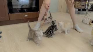Котята британские_род.26.04.2016 Котята британские_род.26.04.2016