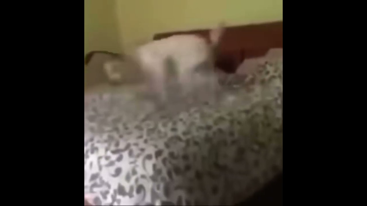dog spins and poops on bed meme