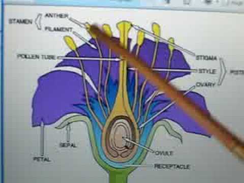 parts of a flower - YouTube