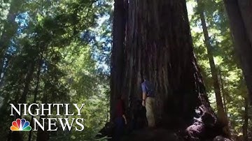 Go Inside A Secret Grove Of Centuries-Old California Redwoods | NBC Nightly News