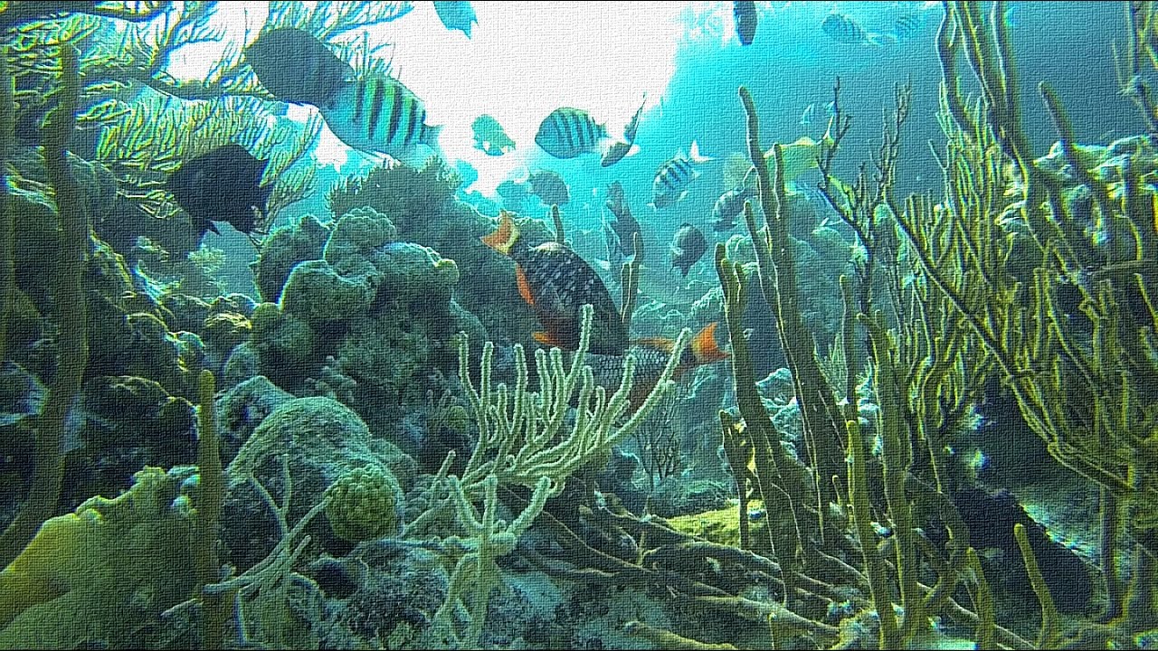 The Sea Aquarium | An Uncut 3 Minute Clip Of Fish & Coral