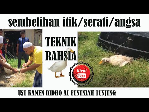 Video: Cara Menyembelih Itik