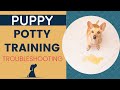New Puppy Potty Training - Troubleshooting Housebreaking Dilemmas