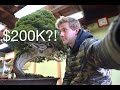 $200K BONSAI?!