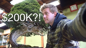 $200K BONSAI?!