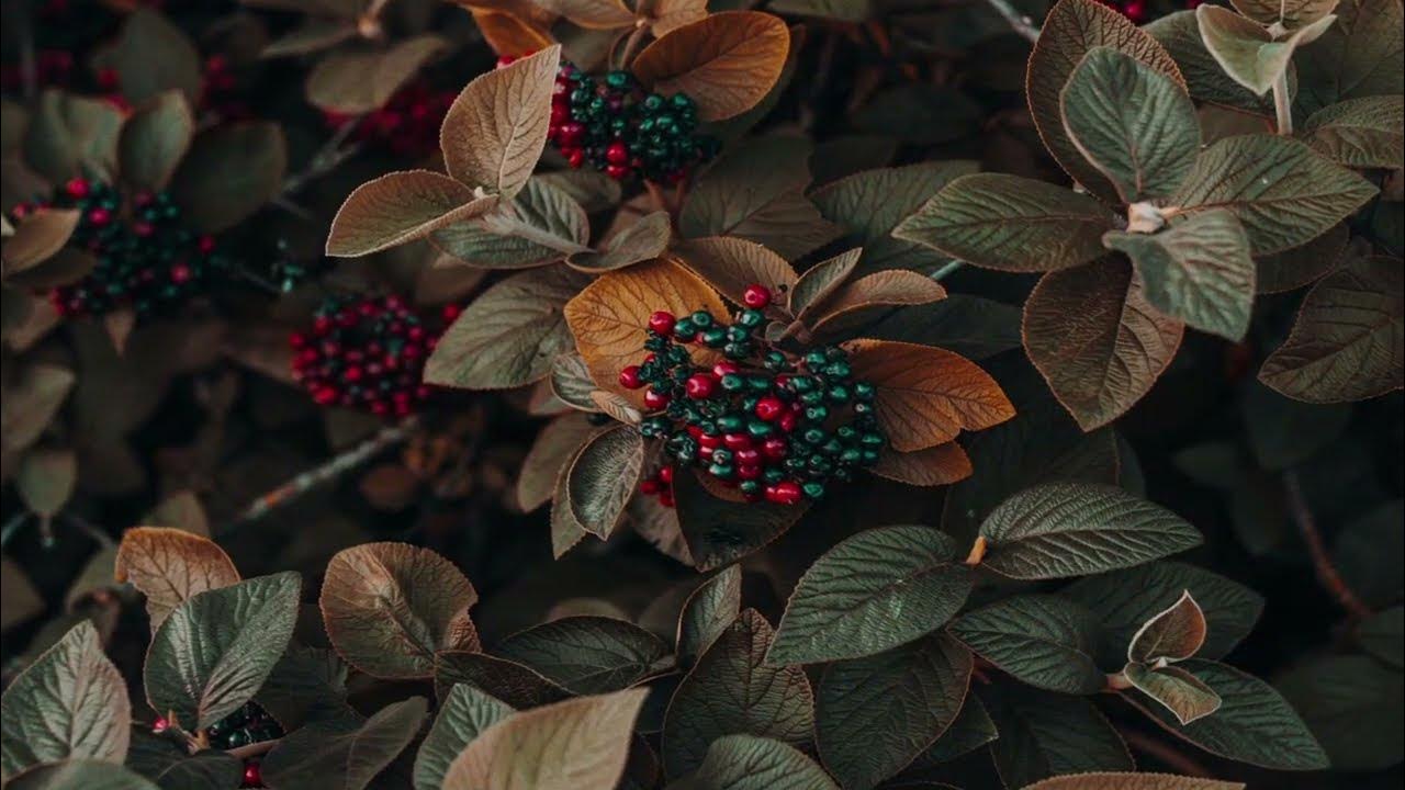 Ягода коричневого цвета. Коричневые ягоды. Ягодные растения. Растения с ягодами. Ягоды Эстетика.