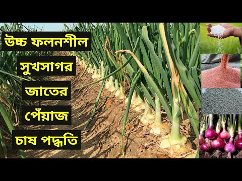 উচ্চ ফলনশীল সুখসাগর জাতের পেঁয়াজ চাষ পদ্ধতি ll পেঁয়াজ চাষে ভালো লাভ পেতে ll pyaj chas poddhoti