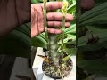 TENHA CACHOS DE FLORES NAS ORQUÍDEAS #shorts #orquideas #orquídeas #orquidea #orchid