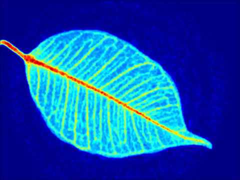 Laser speckle live imaging - YouTube
